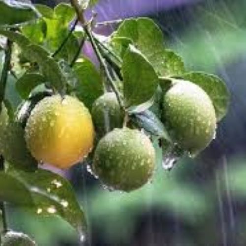 Baramasi Kagzi Lemon Plant Manufacturer & Supplier in India